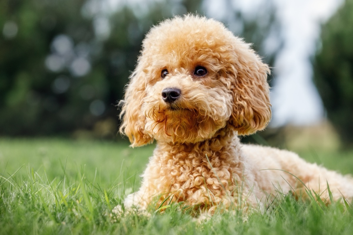 The Most and Least Expensive Puppy Breeds to Own, New Data Shows