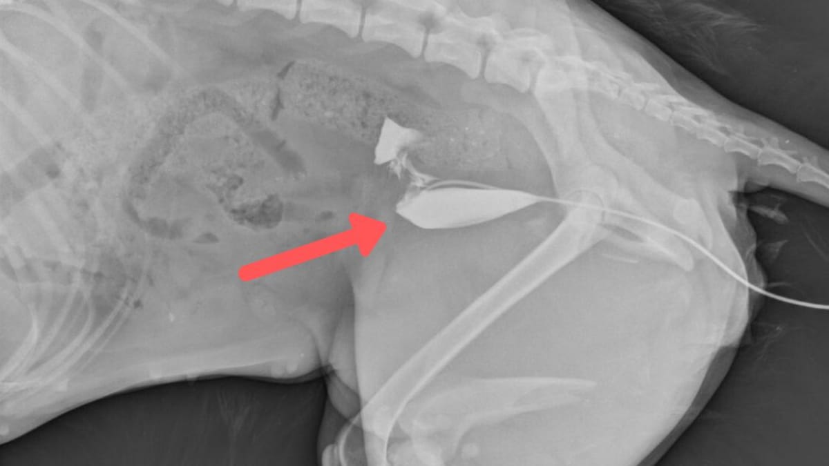 labrador-hündin hat schmerzen: tierarzt untersucht sie und ist vollkommen baff
