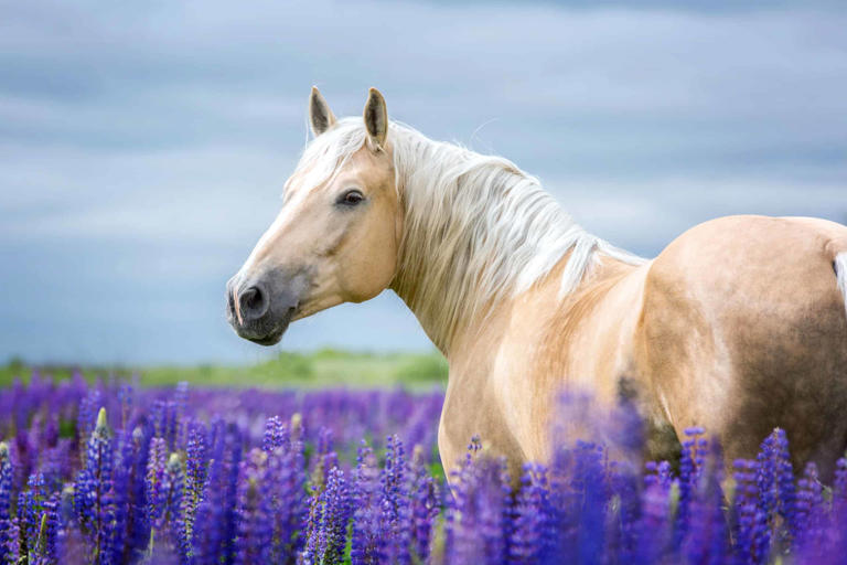 Founder in Horses: Symptoms, Causes, and Treatments