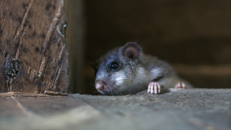 The Best Way To Get Rid Of Mice In Your Attic   BB1h225Y.img