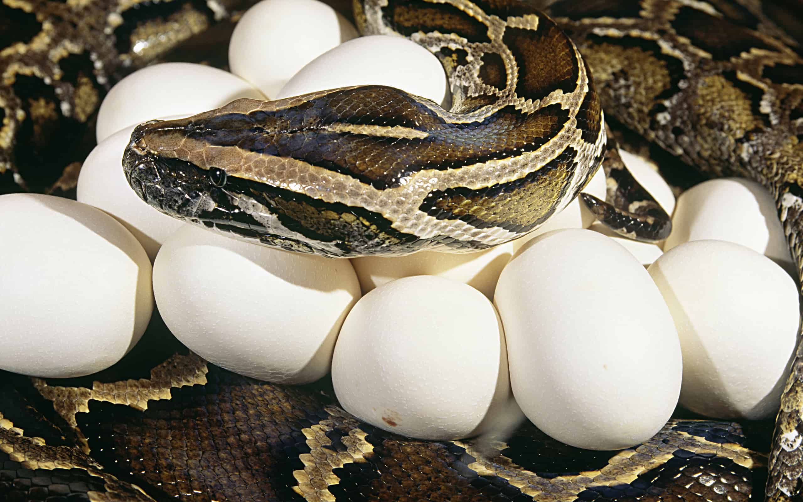 The Largest Snake Found in the Everglades