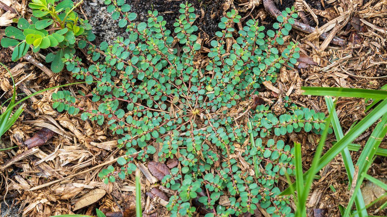 The Common Ingredient That Can Help Wipe Out Fast-Spreading Spurge Weed