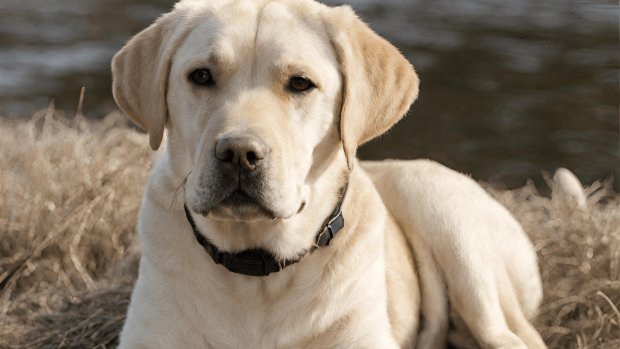 What Is A Dudley Labrador? All You Need To Know