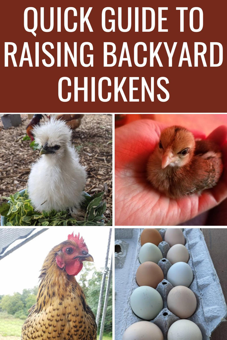 Quick Guide To Raising Backyard Chickens