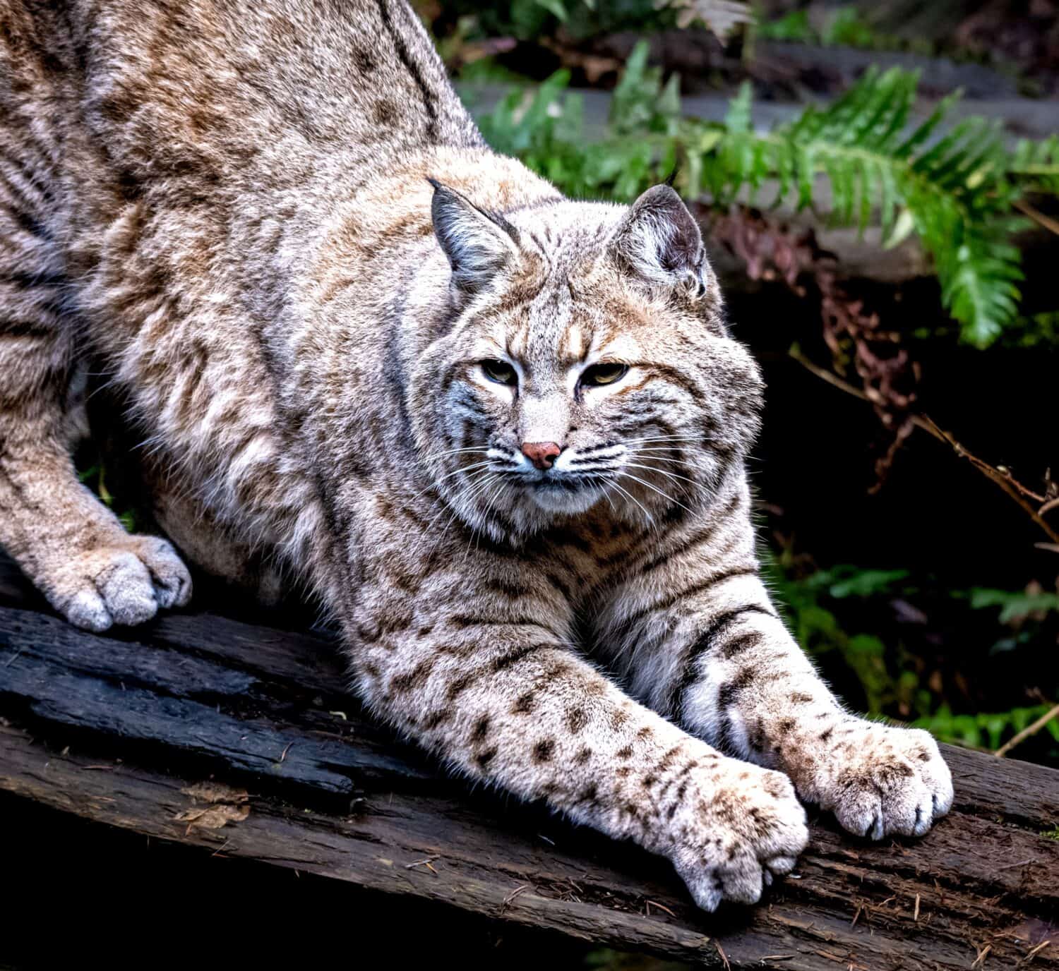 Incredible Bobcat Facts