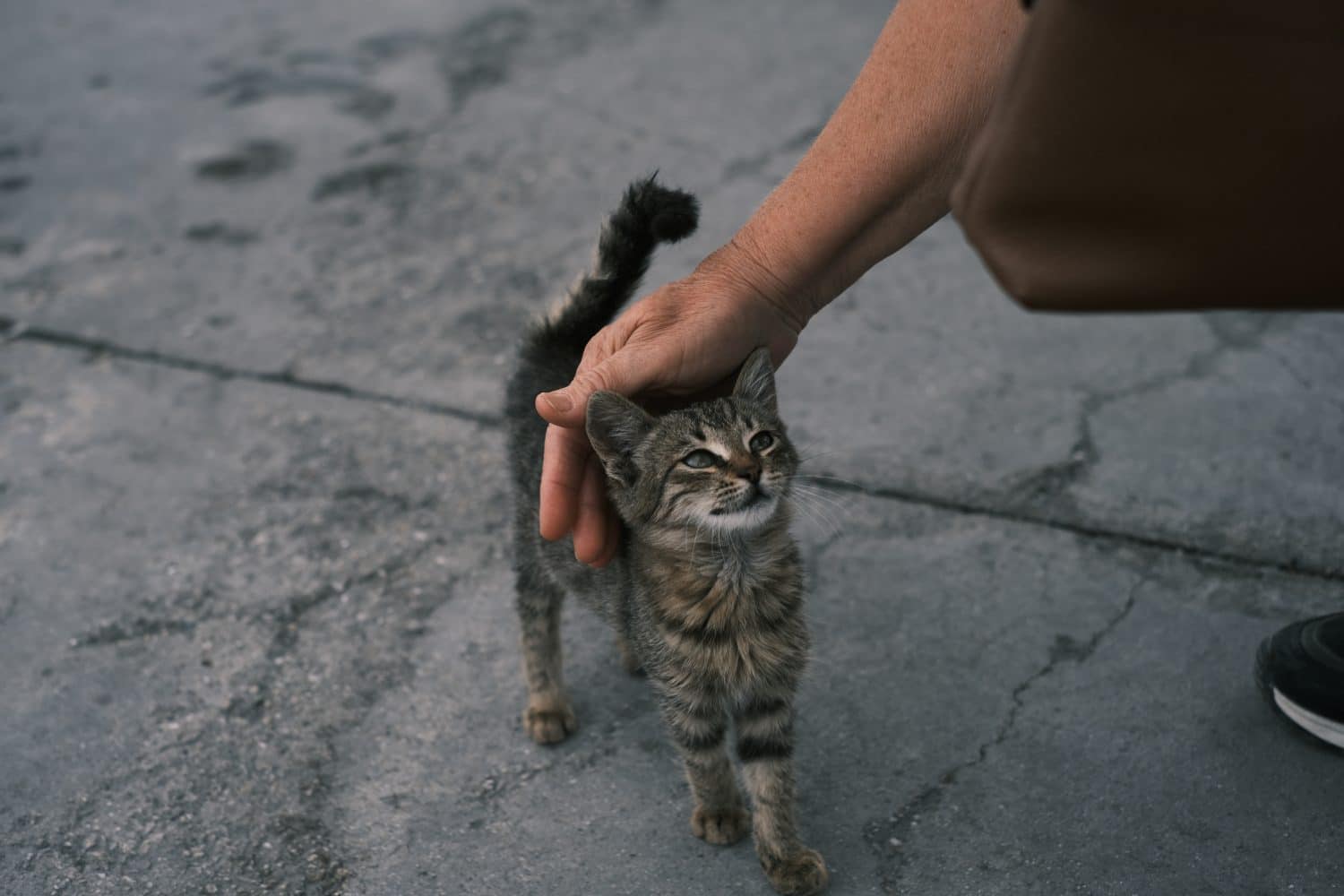 How to Successfully Befriend a Stray Cat