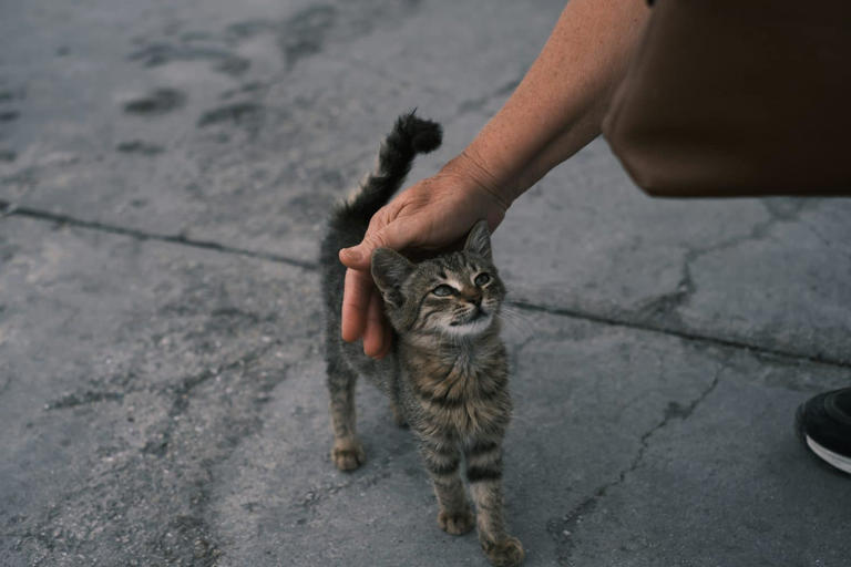 6 Steps to Take to Successfully Befriend a Stray Cat
