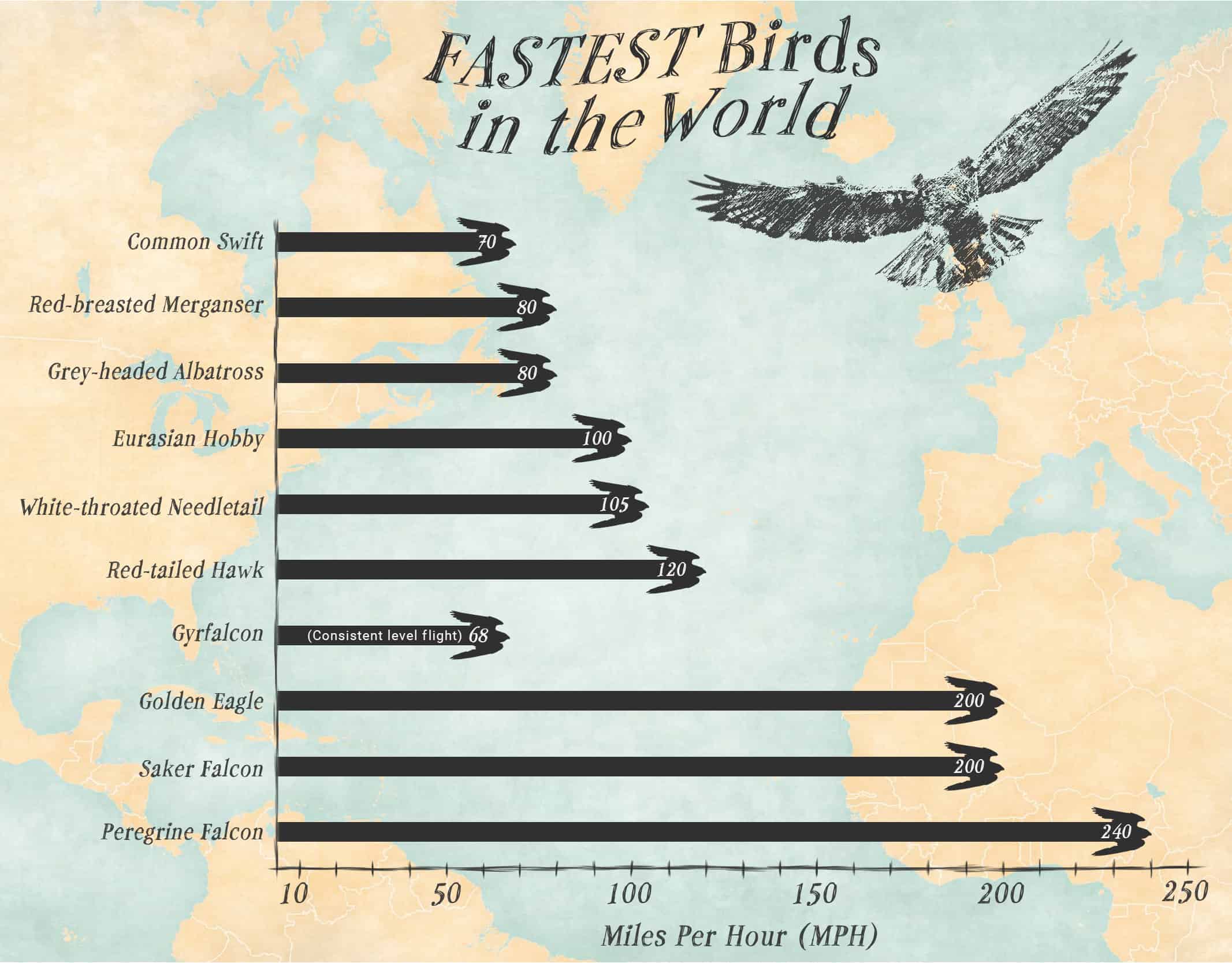 White-throated Needletail. Fastest bird