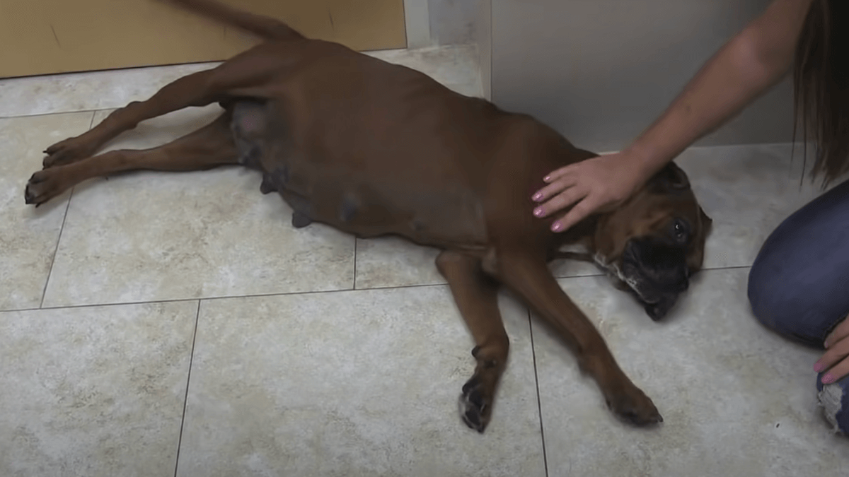 expecting dog refuses to give birth to puppies for the heartbreaking reason (video)