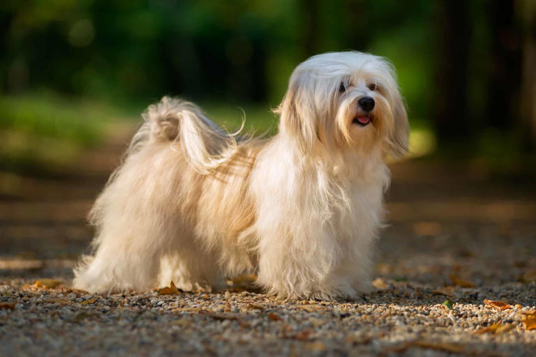 Havanese Grooming Guide 4 Tips for a Healthy and Beautiful Coat