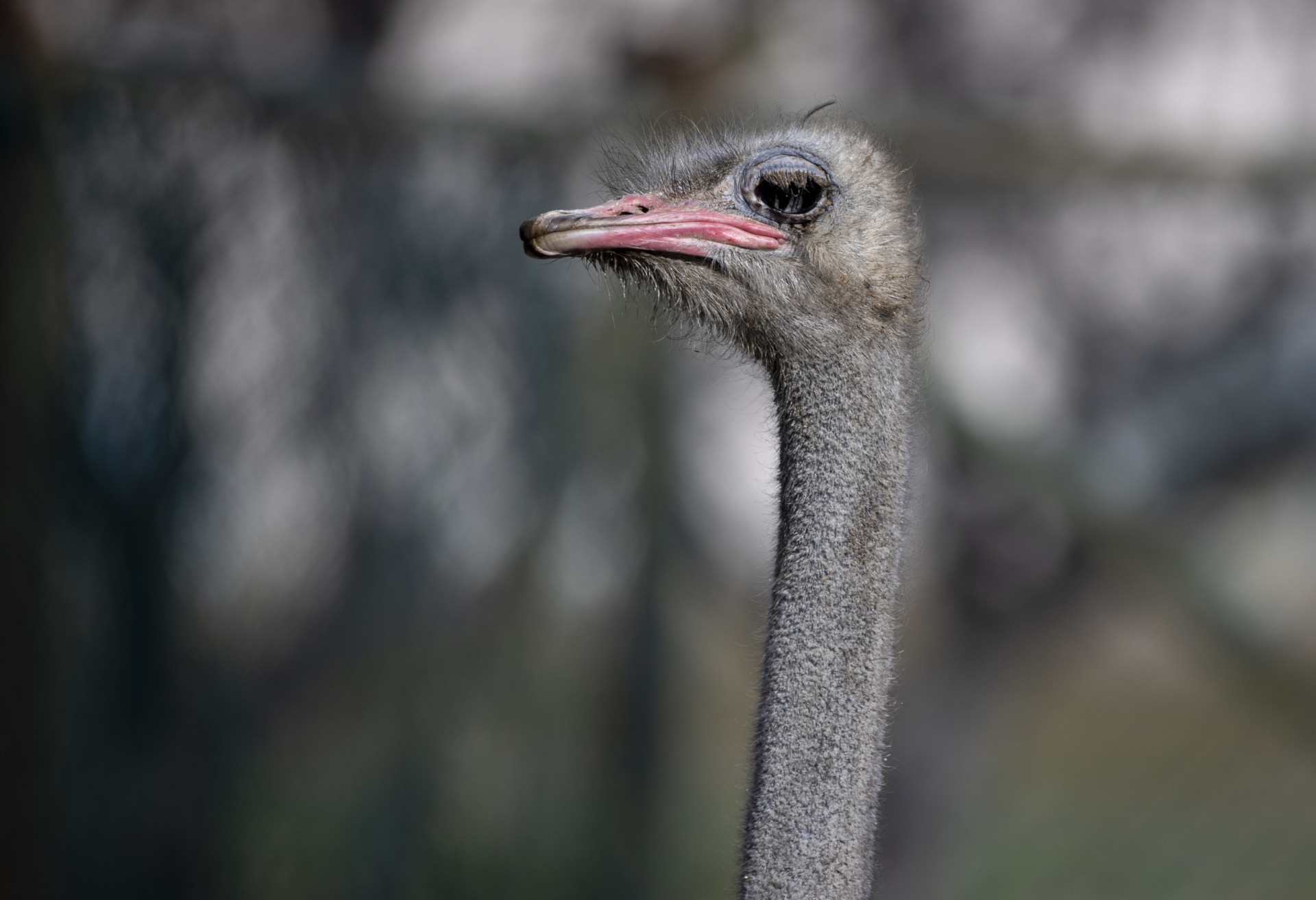 Ostriches bury their head in the sand when they're scared