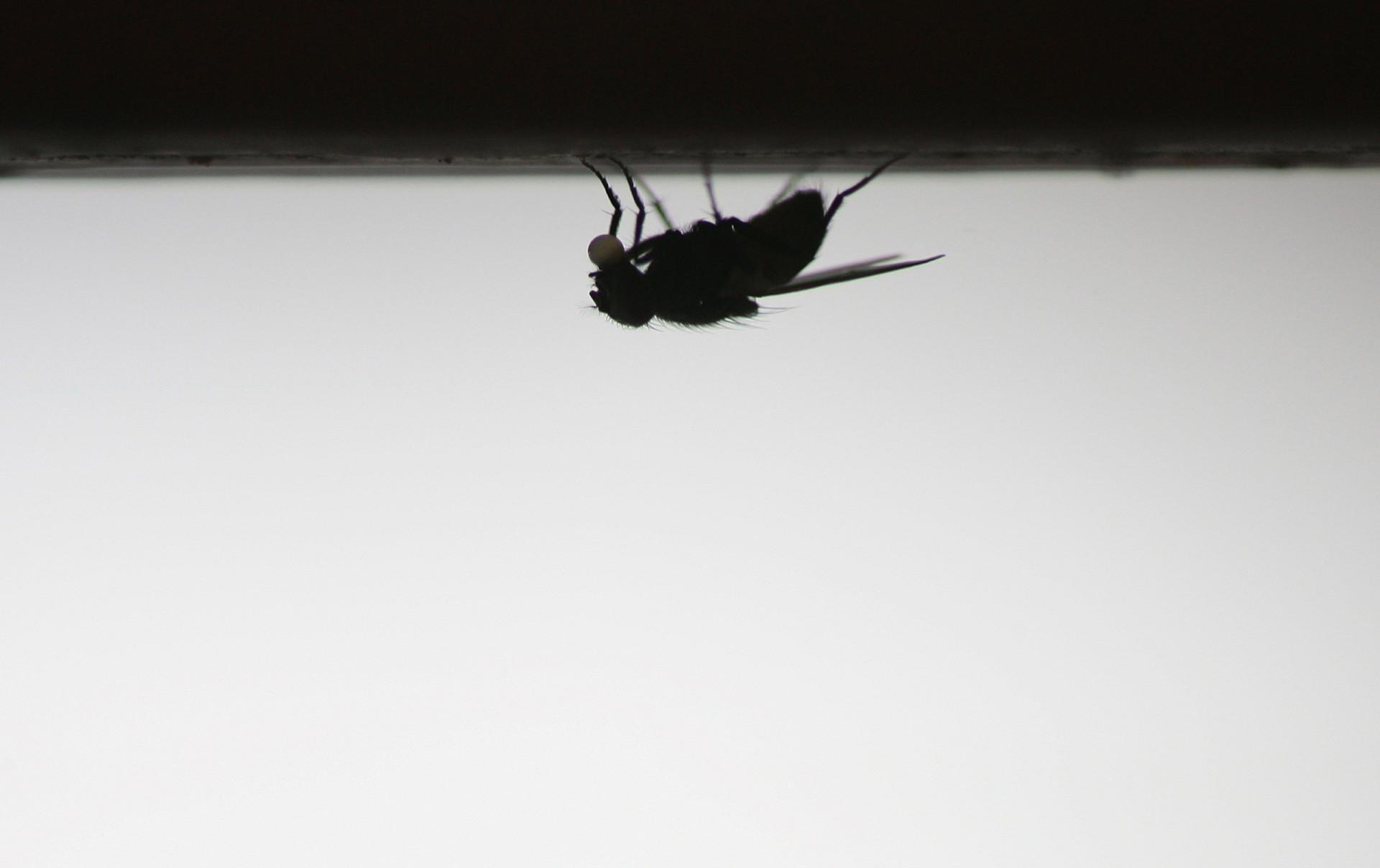 Houseflies only live for around 24 hours