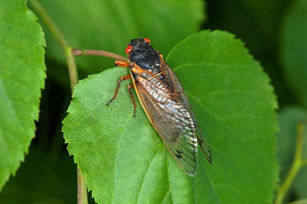 Billions of cicadas to emerge from underground in US in rare event last 