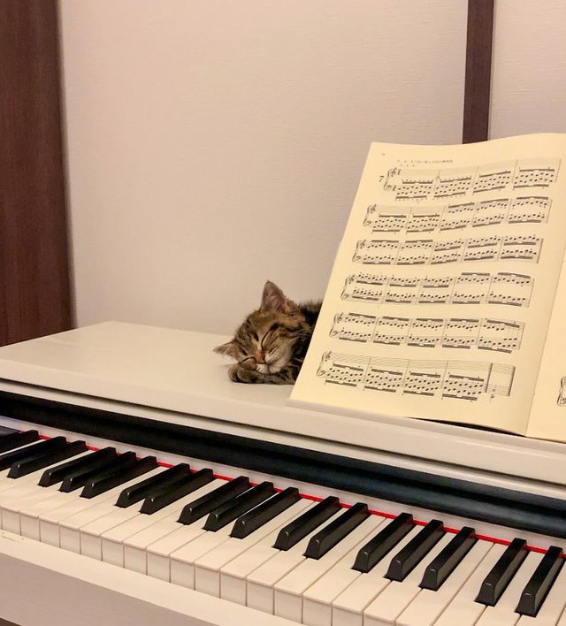 「ピアノ弾こうと思ったら、子猫が…」スヤァ「最高の寝顔」「楽譜がお布団みたい」