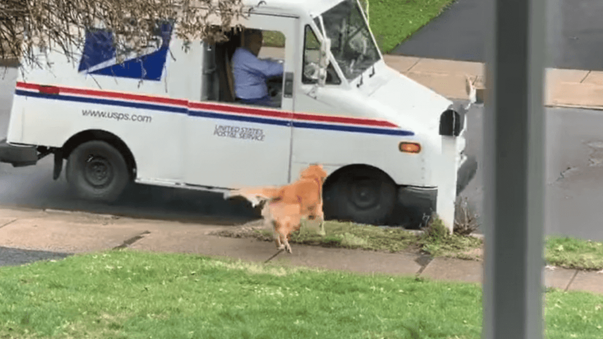 dog loves getting the post, owner discovers why and can't stop laughing (video)