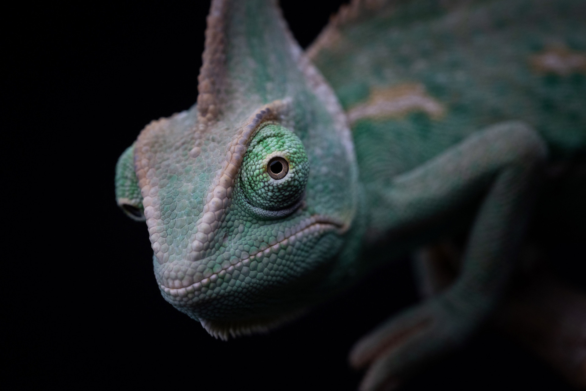 Chameleons change color to match their surroundings