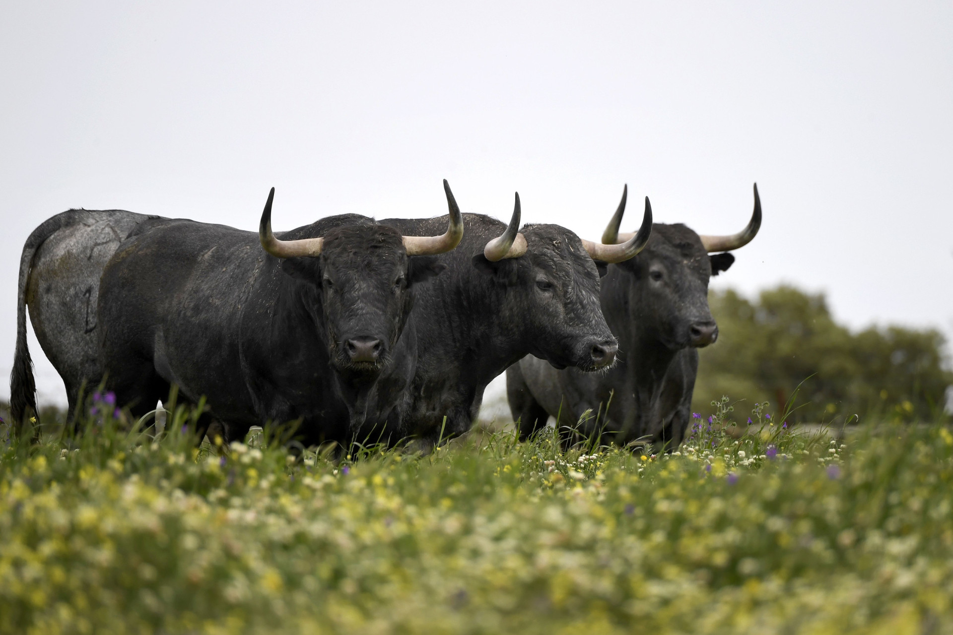 30 misconceptions that have become modern-day 'facts'