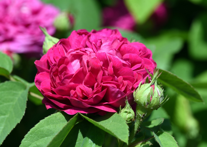 jedinečné růže ve vaší zahradě: vysaďte si letos ty, které mají jedlé květy či vůni citronu a manga. kvetou opakovaně a nepřetržitě