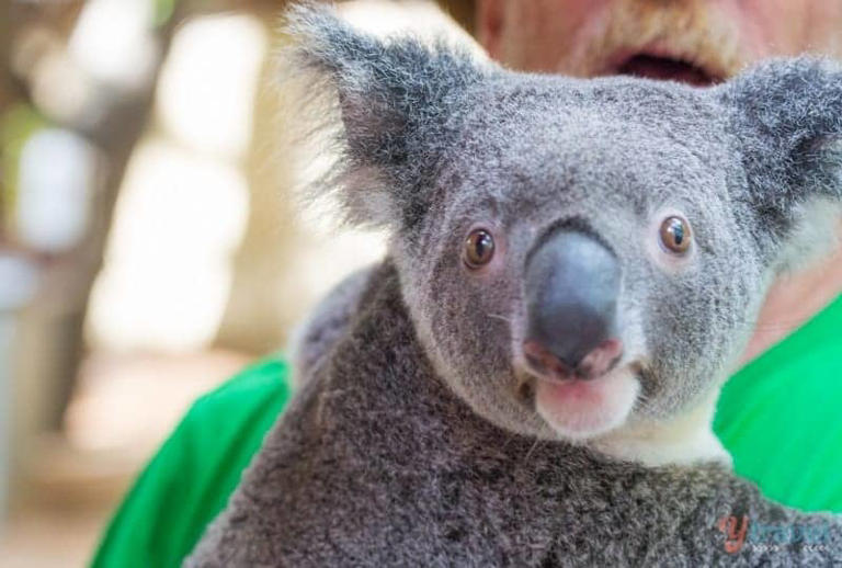 So we’re naming the Bungalow Bay Koala Village on Magnetic Island as one of the coolest hostels in Australia. And there’s a good reason for this – it’s the only place on the island where …   Our Experience Staying at Bungalow Bay Koala Village, Magnetic Island Read More »
