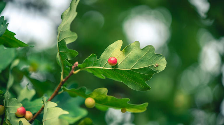 Tree Galls: What Are They, And Should They Be Removed?