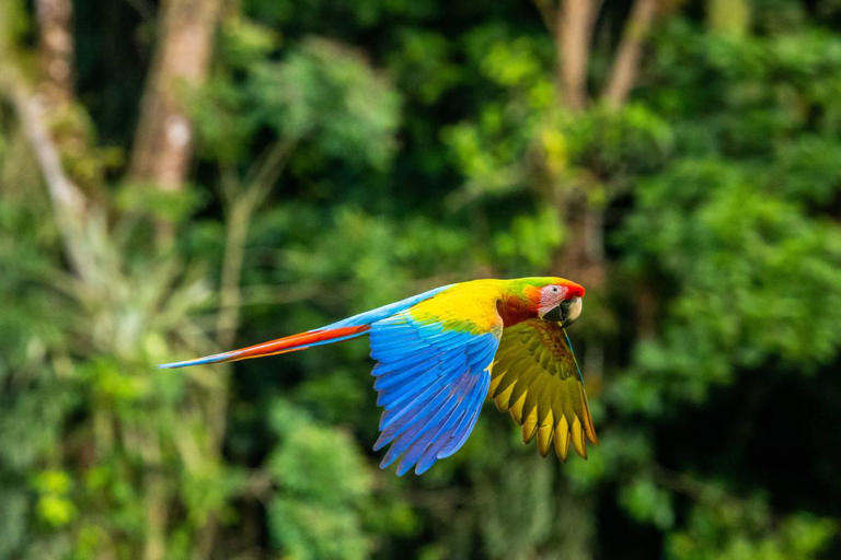 Ultimate Guide: What to Do in Costa Rica for an Unforgettable Adventure!