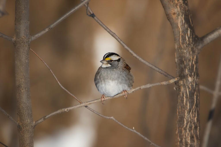 15 Small Birds in Delaware: Avian Wonders in the Wild