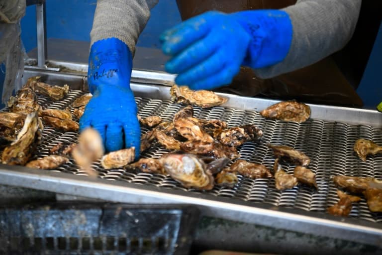 l'interdiction de commercialisation des huîtres en baie du mont saint-michel est levée