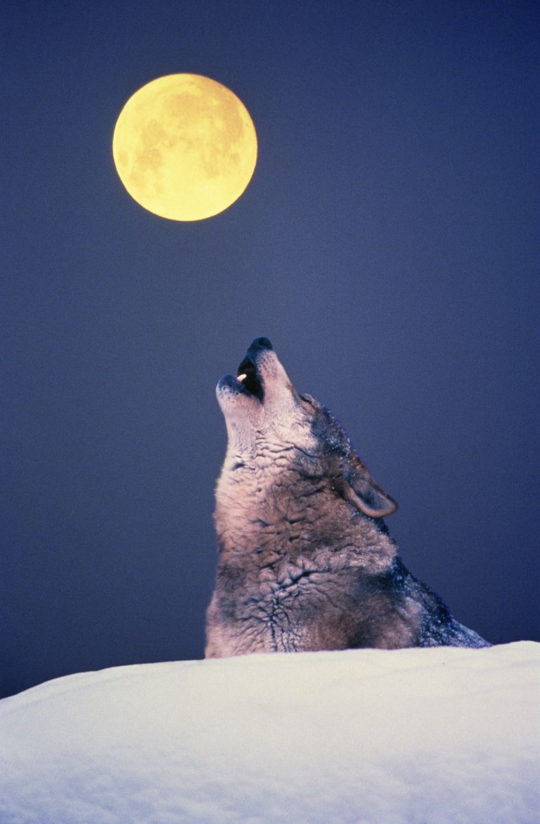 January’s Full Wolf Moon Eclipses Mars in 2025 What It Means