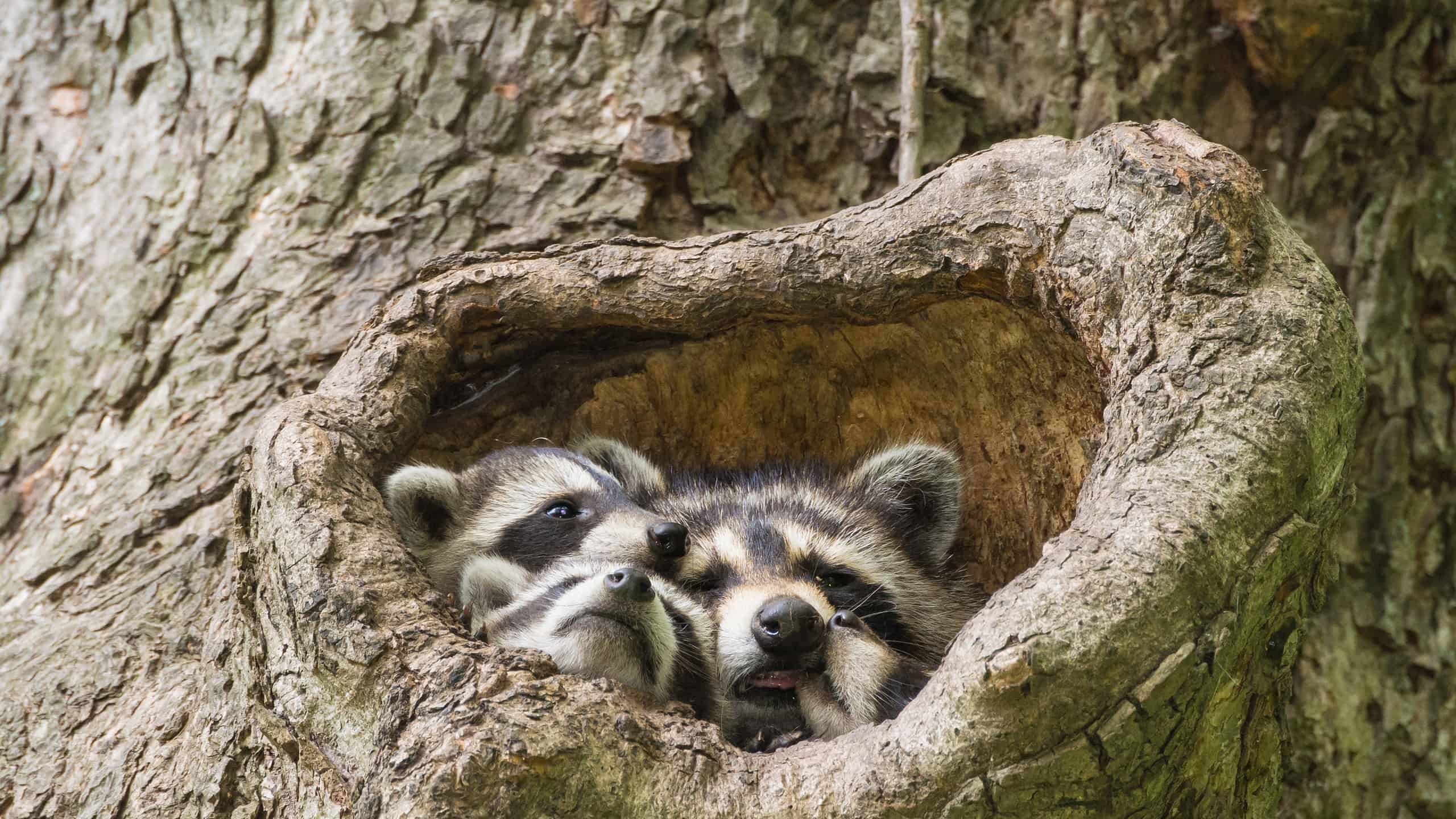 7 Signs Raccoons Are In The Attic (and What To Do)