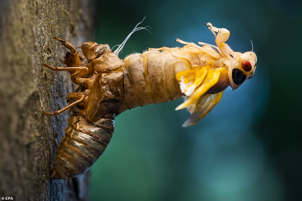 Cicada 'apocalypses' Of More Than One Trillion Insects Set For US