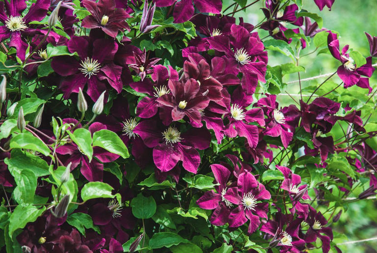 Love Clematis? Here's How To Keep It Beautiful In Your Garden