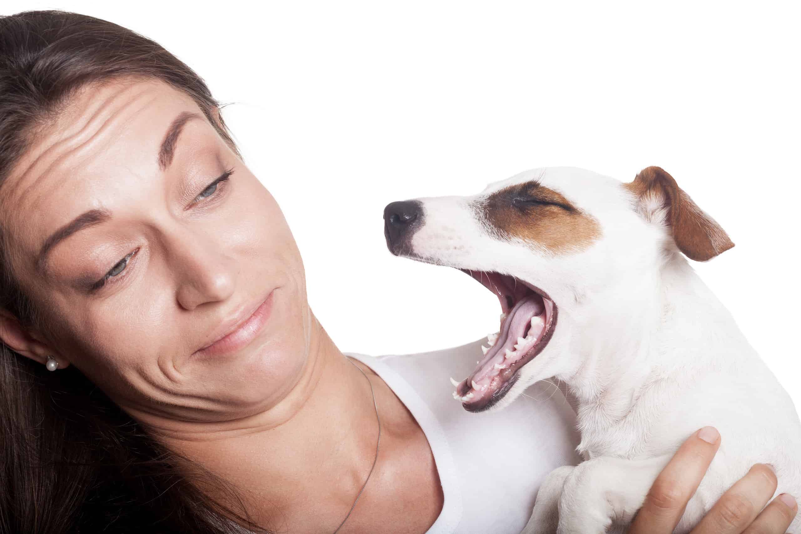 Почему у собак воняет рот. Запах псины.