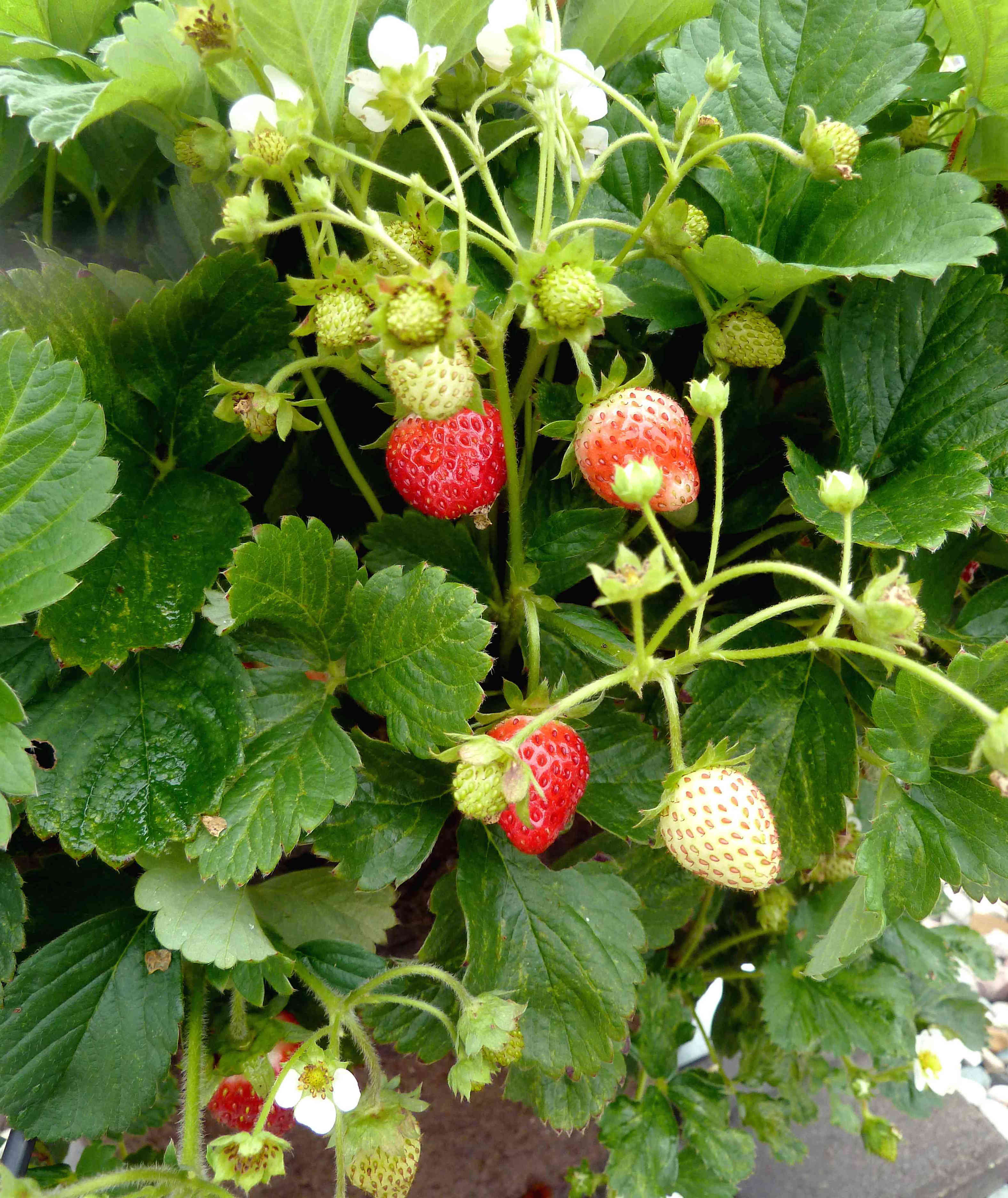 8 Simple Tips For Growing Strawberries Indoors   BB1h5g8K.img