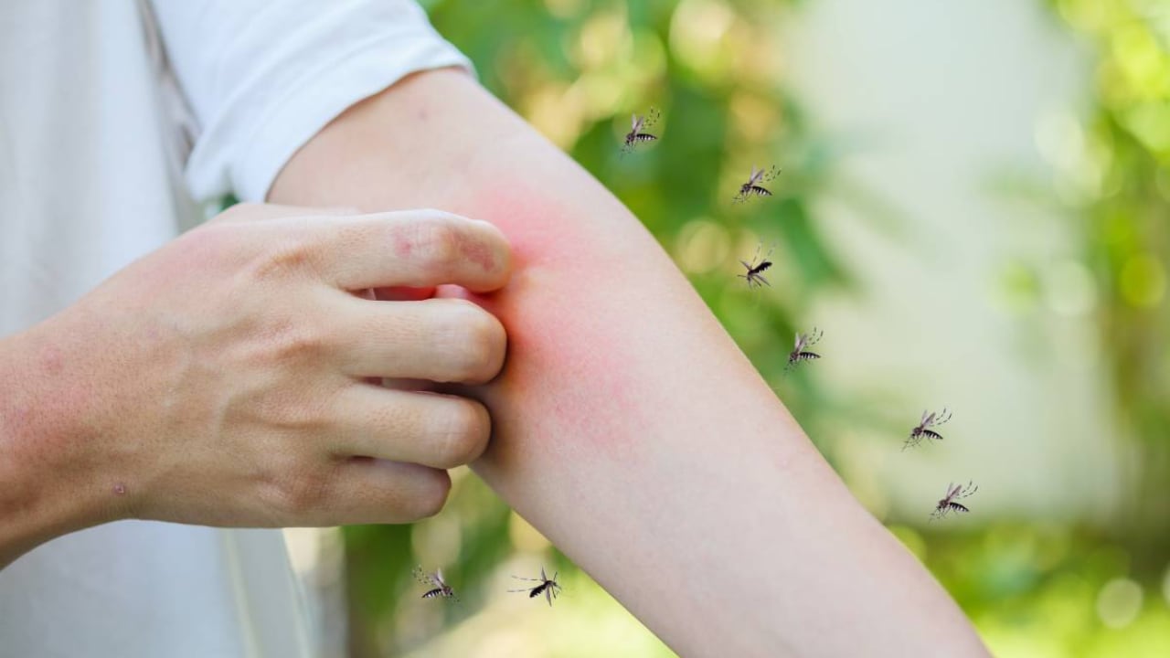 por qué volvieron los mosquitos si hace frío: ahora pican más dentro de las casas