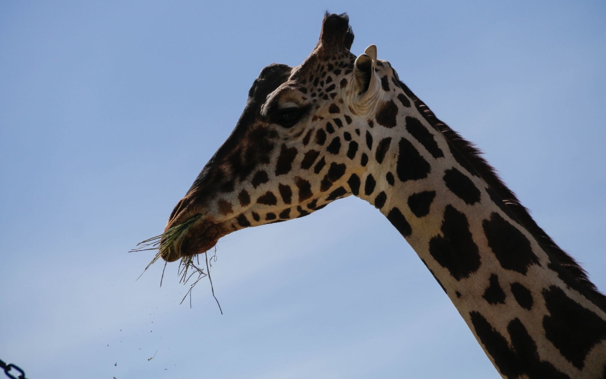 ¡jirafa benito, cada vez más cerca de su nuevo hogar! ya pasó durango y se encuentra con bien