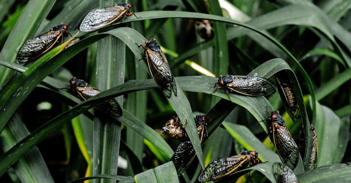 Two Cicada Broods Emerge at Once in 2024 for the First Time Since 1803