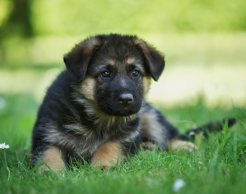 30+ Dog Breeds With the Cutest Puppies Around