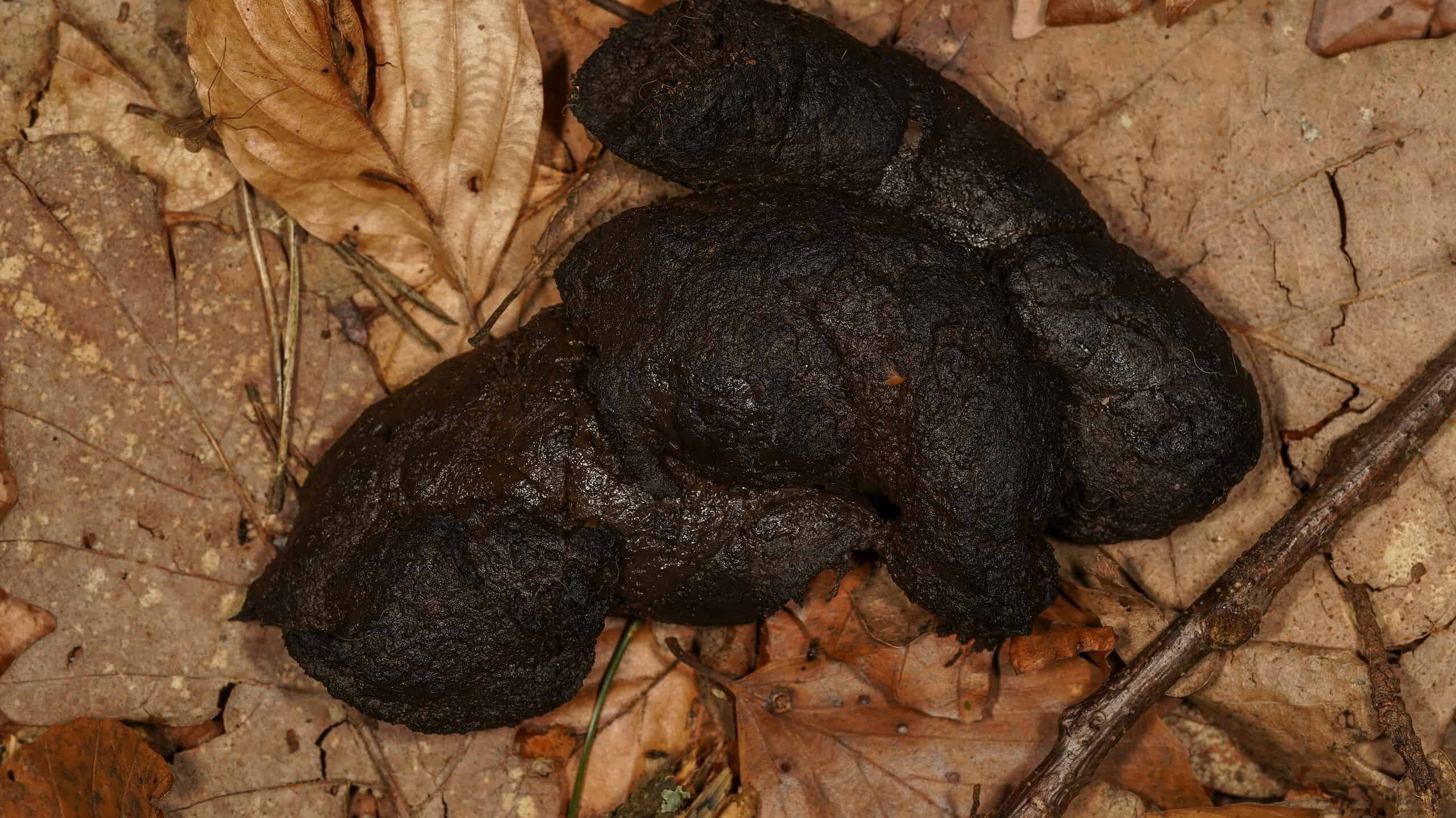 12 Reasons You Should Never Leave Dog Poop In Your Yard