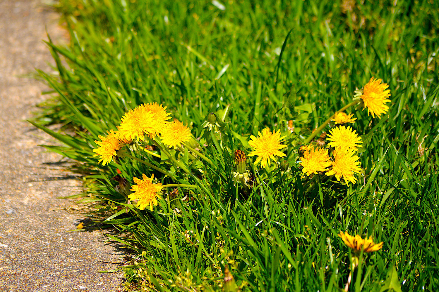 How to get rid of annoying lawn weeds with yellow flowers