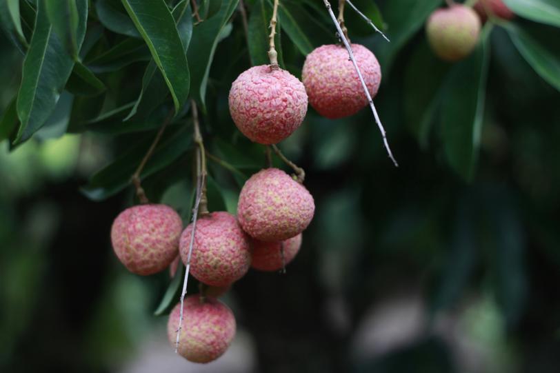 La Fruta Exótica, Antioxidante Y Antiiflamatoria Que Arrasa Entre Las ...