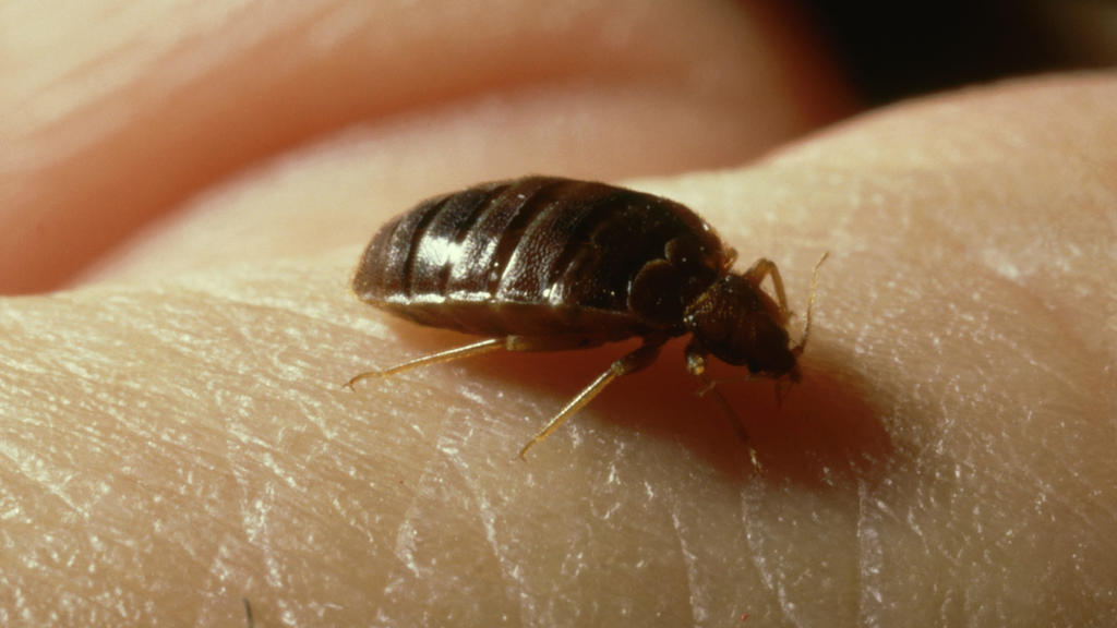 Philadelphia Ranked No. 3 On Orkin's Top 50 Worst Bed Bug Cities