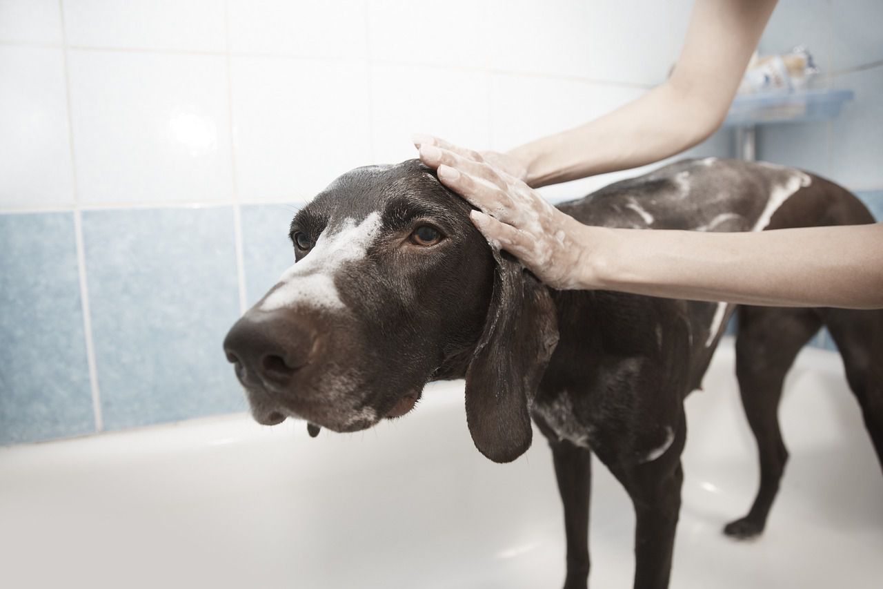 descubre cada cuánto bañar a tu perro, según la inteligencia artificial