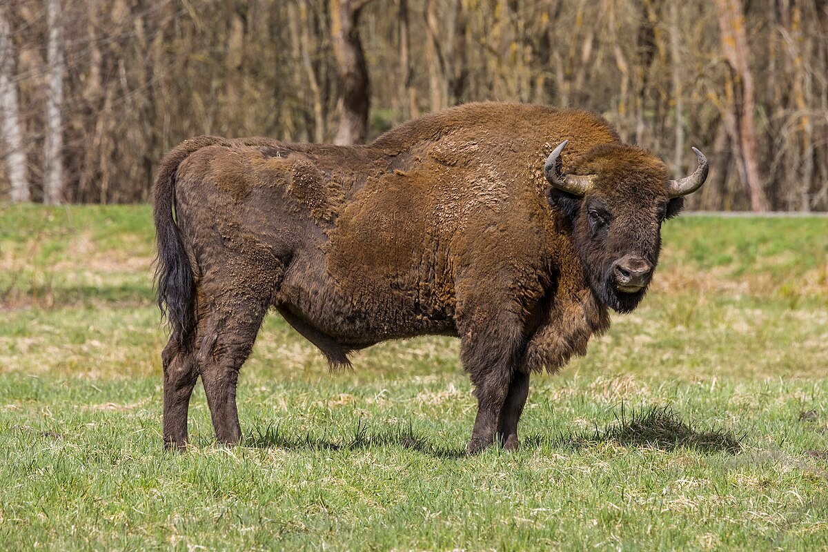 northern romania: maramureș county to establish bison reservation