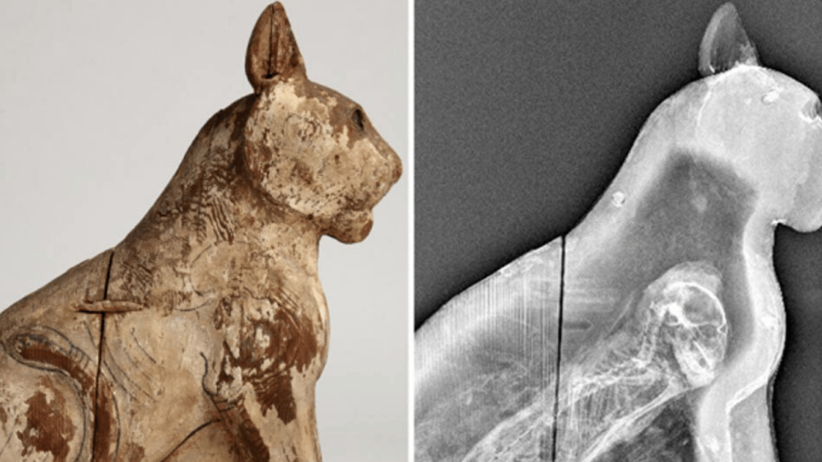 científicos desconcertados al ver lo que había dentro de un gato momificado hace 2.500 años