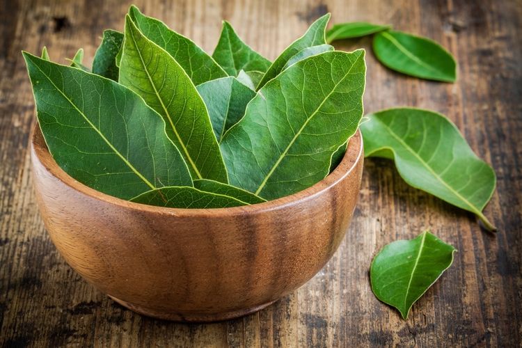 5 manfaat daun salam yang jarang diketahui