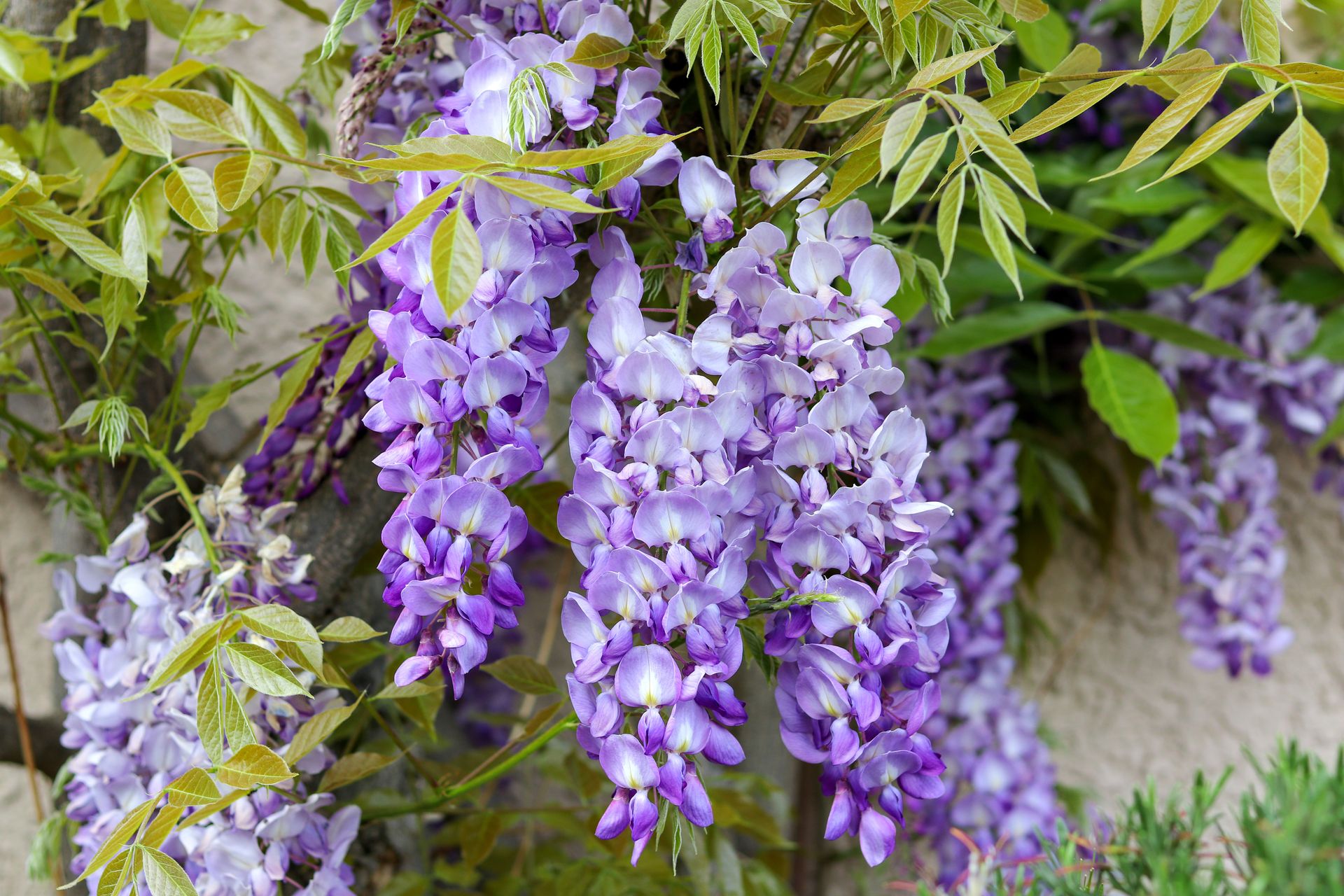 Wisteria Earns The Title Most Poisonous Plant Of 2024 A Beauty With   BB1h7SWI.img