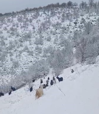 tokatlı çobanın zorlu kış mesaisi