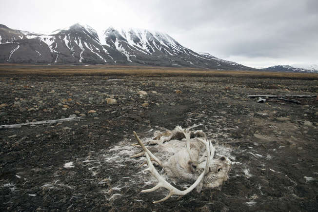 Une carcasse de renne vieille de 75 ans est à l'origine du problème