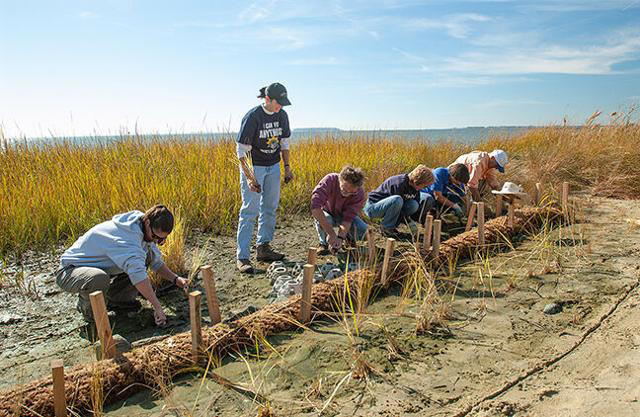 Living shorelines gain ground around the Chesapeake Bay but face hurdles