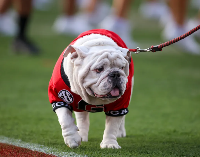 University of Georgia: Retired mascot Uga X has died